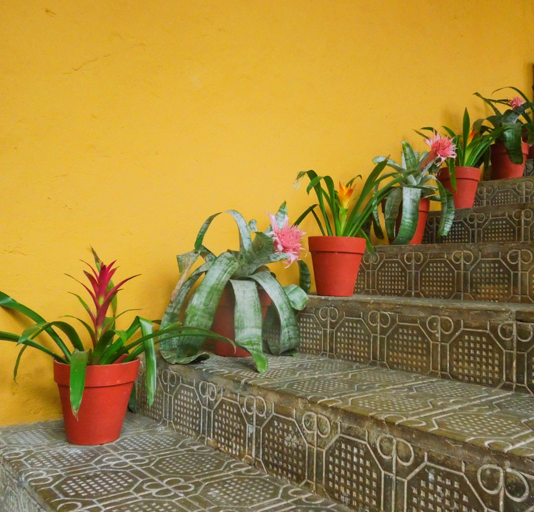 flowers-mexico-flores-photography-foto-patterns-warm-colors-contrast-bright-yellow-wall
