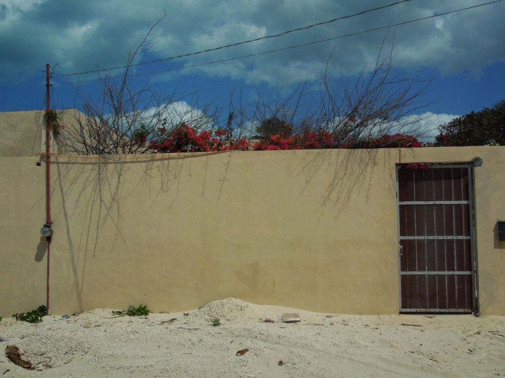 A flat photography of a wall along the streets of Progreso, Mexico. progreso-progreso-beach-playa-yucatan-beaches-tourist-visit-mexico-photography-blue-sky-bright-flowers