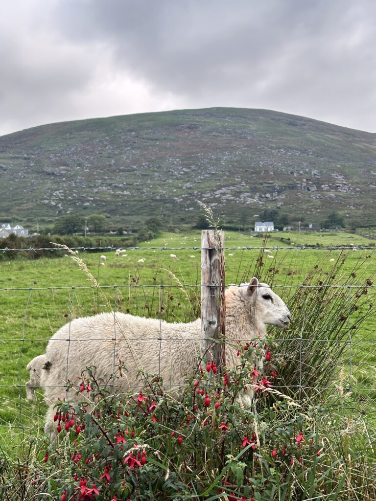 Sheep on a road trip at the ring of Kerry Ireland