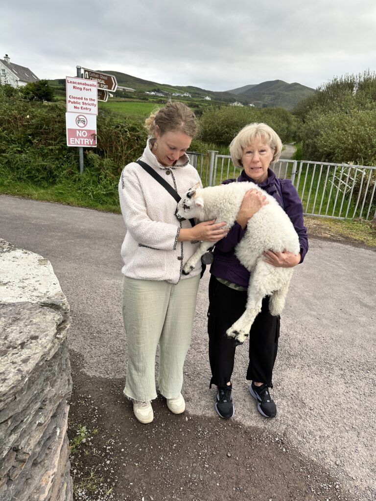ring of kerry lamb scam ireland road trip 