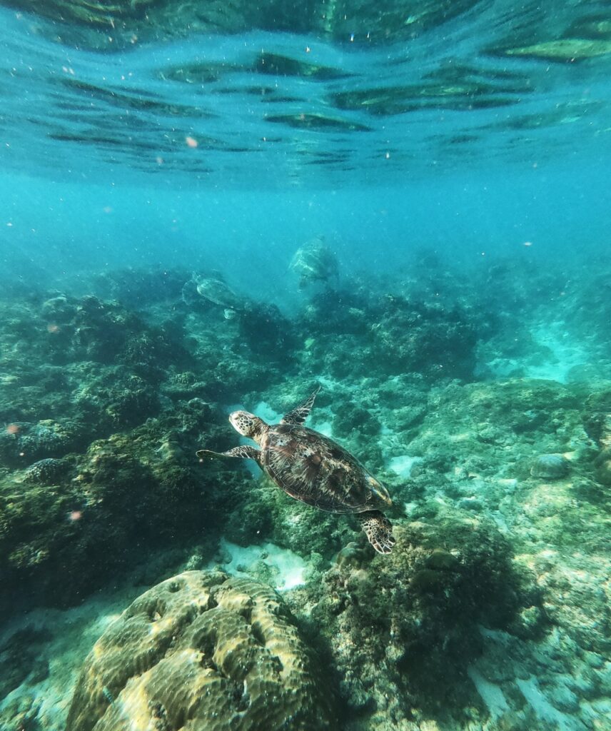 xiaoliuqiu sea turtle in taiwan