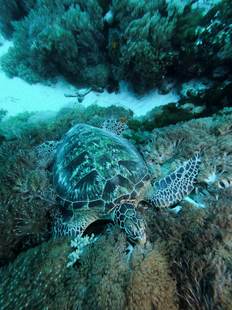 sleeping sea turtle in taiwan