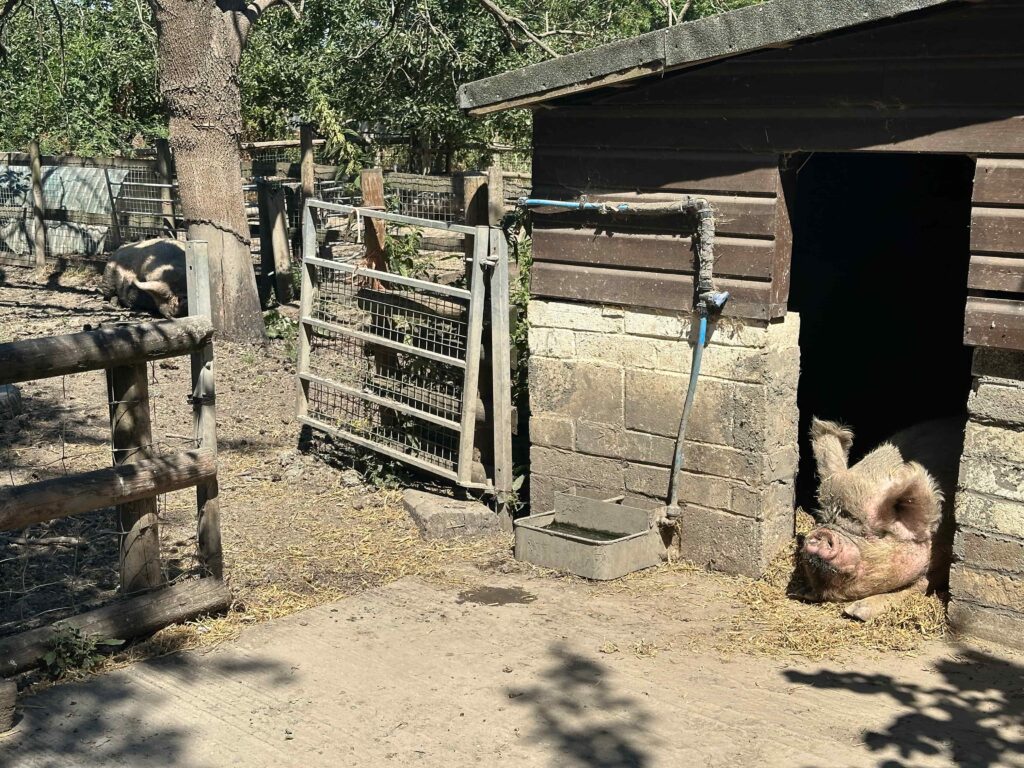 pig at Mudchute farms one of the free city farms in London