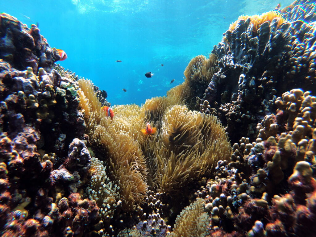 nemo clown fish in taiwan on orchid lanyu island