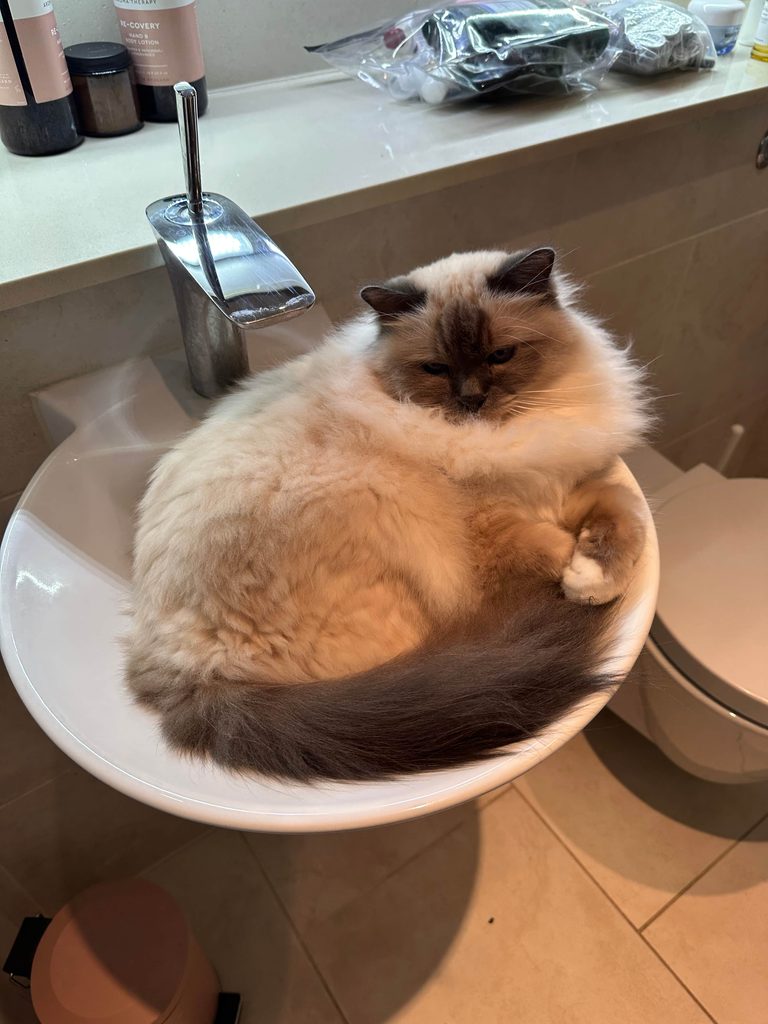 cat sits in a sink during a cat sit from trustedhousesitters