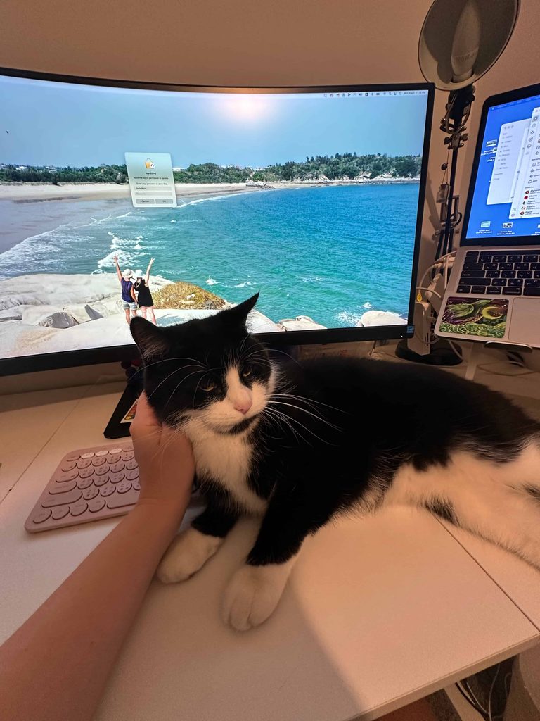 cat sits on top of keyboard being taken care of from trustedhousesitters in london