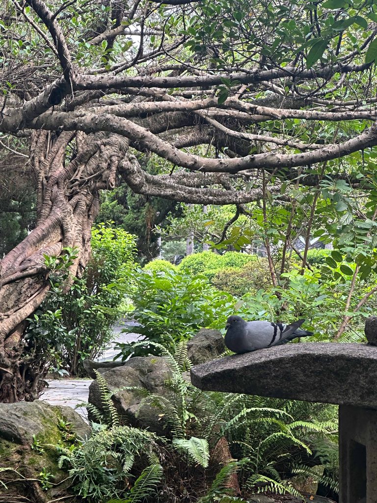 taipei botanical garden unique place to visit in taipei near ximen