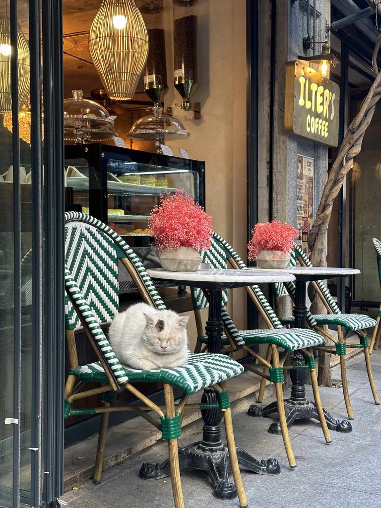 cat sits outside cafe in istanbul turkey