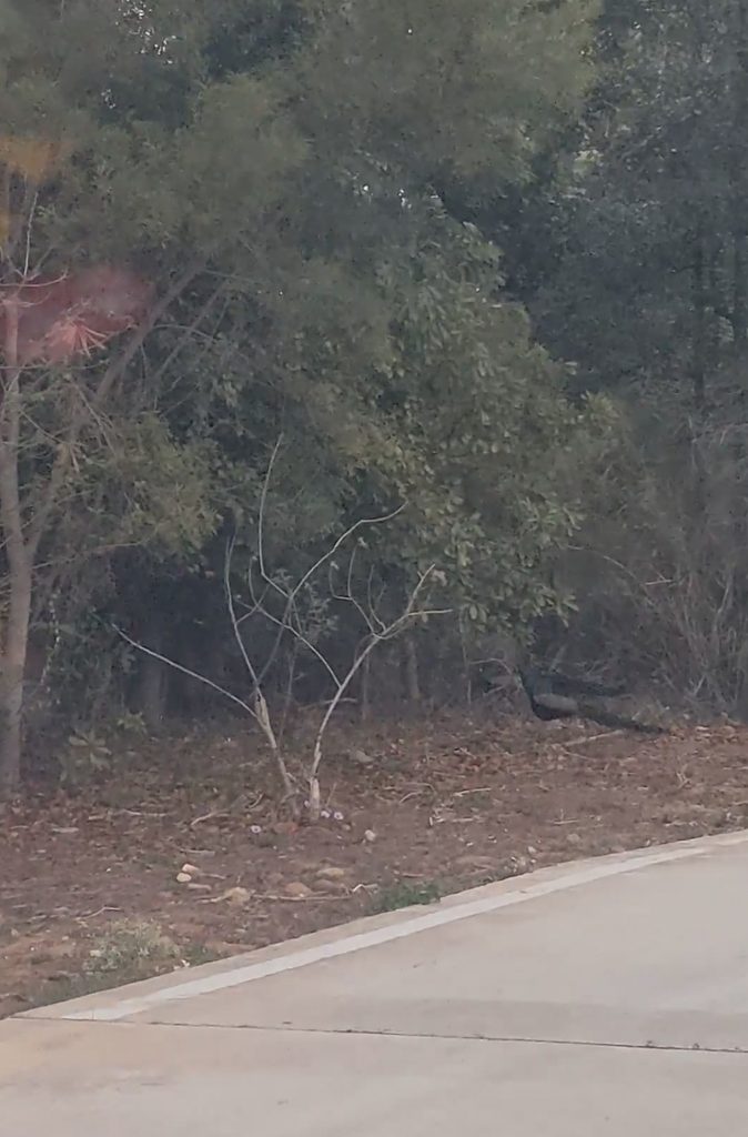 peacock in kinmen island
