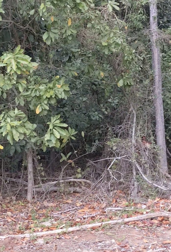 peacock hidden in foilage