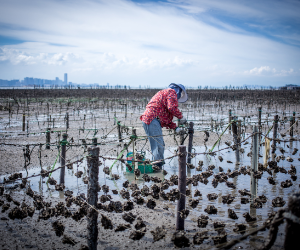 oyster farm on kinmen island taiwan with view of xiamen